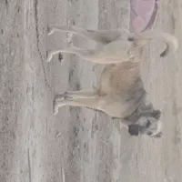 سگ دو رگه پژدر و سرابی