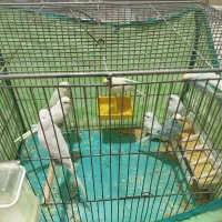 مرغ عشق زیباوخاص|پرنده|شاهین‌شهر, شهرک ردانی پور|دیوار