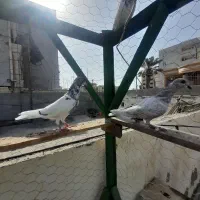 کبوتر پاکستانی معامله با مرغ عشق یا کبوتر رنگی|پرنده|چابهار, |دیوار