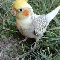 عروس هلندی|پرنده|سنگر, |دیوار