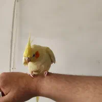 عروس هلندی|پرنده|پاکدشت, پاکدشت (مامازند)|دیوار