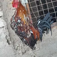 تخم نطفه دار گلین لری قلم سبز اصل|حیوانات مزرعه|قم, بلوار امین و ساحلی|دیوار