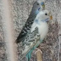 مرغ عشق‌|پرنده|شیروان (خراسان), |دیوار