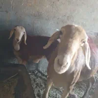 میش چینی