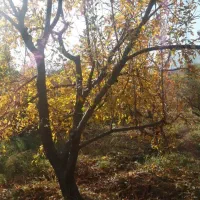 راهنمایی از عطاری