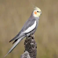 عروس هلندی|پرنده|بیرجند, |دیوار