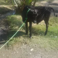 فروش گاو  شیری با گوساله|حیوانات مزرعه|جیرفت, |دیوار