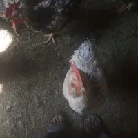 مرغ وخروس محلی گلپایگانی