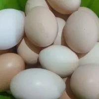 تخم مرغ محلی