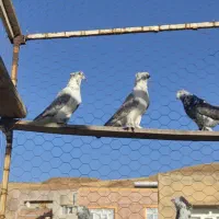 کبوتر پاپر نر و ماده