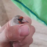 سهره کرمونی|پرنده|خمینی‌شهر, |دیوار