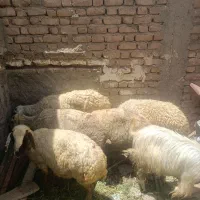 5عدد میش جوان چاق چاق دو بز و یک نری چاق چاق