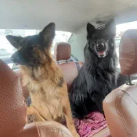 ژرمن شولاین موبلند