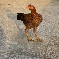 مرغ لاری|حیوانات مزرعه|اسلامشهر, شهرک توحید|دیوار