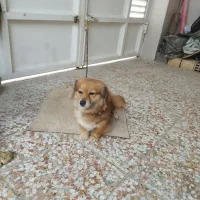 سگ شیتزو|سگ|برازجان, |دیوار