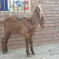 کره پاکستانی اصل اصل|حیوانات مزرعه|کرمان, |دیوار