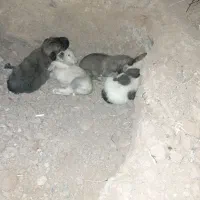 توله پاپی.پاکوتاه۴تاهمراه مادر۳ملیون