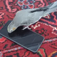 عروس هلندی ،اهلی ،مرغ عشق ،طوطی|پرنده|بناب, |دیوار