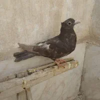 جوجه المانی