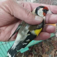 سهره نر آس|پرنده|اصفهان, مهدی آباد|دیوار