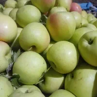 سیب یام فوق العاده آبدار و مجلسی لاکی هستن