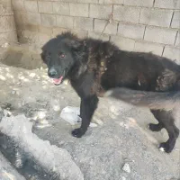 فروش فوری|سگ|شمیل, |دیوار