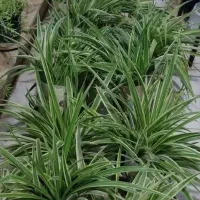 بونسای خرفه .گل گندمی. الورا. ارغوان .اشک تمساح