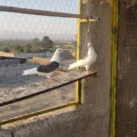 جوجه پرشی|پرنده|ساوه, |دیوار