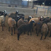 بره ماده گوسفند شال|حیوانات مزرعه|فریمان, |دیوار