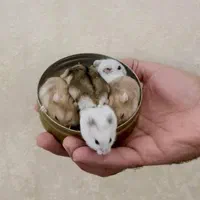همستر نژاد مینیاتوری