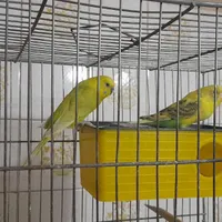 مرغ عشق جفت مواد|پرنده|بجنورد, |دیوار