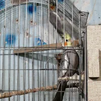 فروش و معاوضه انواع عروس هلندی های جفت مولد|پرنده|قیدار, |دیوار