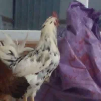 خروس گلین|حیوانات مزرعه|جوانرود, |دیوار