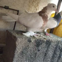 کفتر طوقی و سینه|پرنده|گلبهار, شهر جدید گلبهار|دیوار