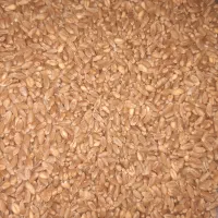 گندم  پاک کرده|خوردنی و آشامیدنی|اصفهان, جوزدان الیادران|دیوار