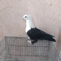 کبوترکله سفید کلاغ کربلایی لیمویی کاکلی