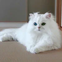 گربه پرشین