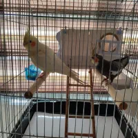 عروس هلندی|پرنده|قروه, |دیوار