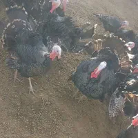 بوقلمون|حیوانات مزرعه|آذرشهر, |دیوار