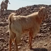 گوسفند فروشی