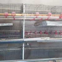قفس کبک و بلدرچین