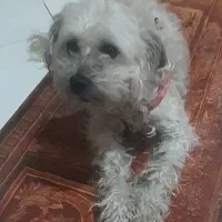 سگ توله پودل