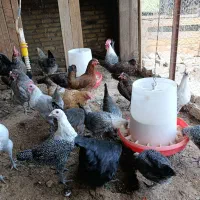 فروش مرغ وخروس