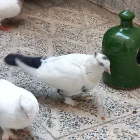 یکجفت دم سیا و دوعدد طوقی نر