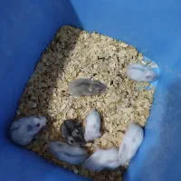همستر سوری وینتروایت