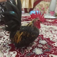 خروس پاکوتاه زینتی