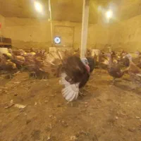 جوجه بوقلمون بوربون