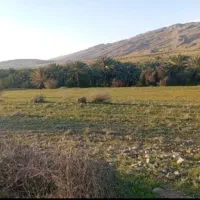 فروش زمین در بخش ارم
