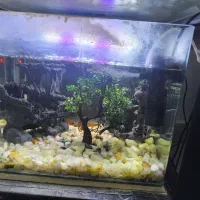 آکواریوم با ماهی|ماهی|اقبالیه, |دیوار