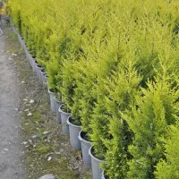 لاوسون کاج طلایی قیچی‌ خورده درجه ۱